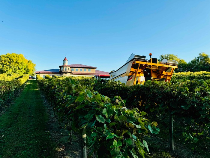 Winehaven Winery Chisago City Minnesota Grape Harvest Machine