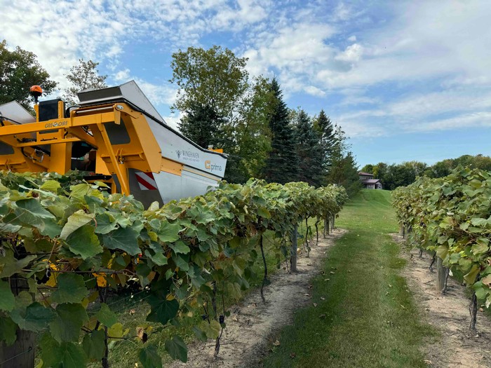 Winehaven Mechanical Grape Harvesting